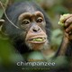 photo du film Chimpanzés