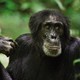 photo du film Chimpanzés