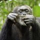 photo du film Chimpanzés