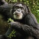photo du film Chimpanzés
