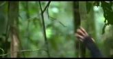 Un extrait du film  Chimpanzés