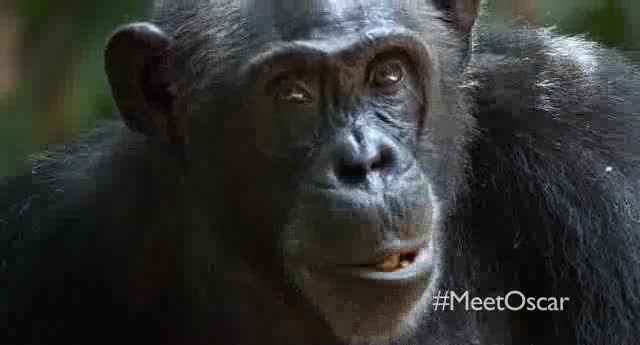 Extrait vidéo du film  Chimpanzés