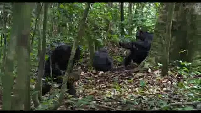 Un extrait du film  Chimpanzés