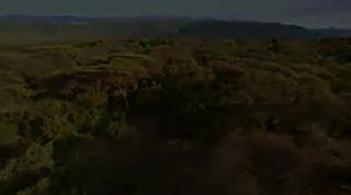 Extrait vidéo du film  Félins