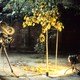 photo du film Le Songe de la lumière