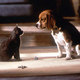 photo du film Comme chiens et chats