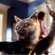 photo du film Comme chiens et chats