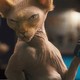 photo du film Comme chiens et chats