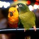 photo du film Paulie, le perroquet qui parlait trop
