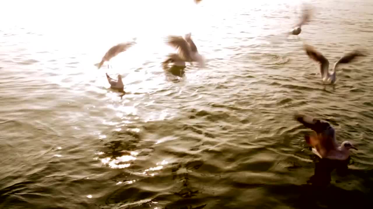 Extrait vidéo du film  Yogananda