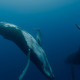 photo du film Les Gardiennes de la planète
