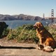 photo du film L'Incroyable Voyage à San Francisco