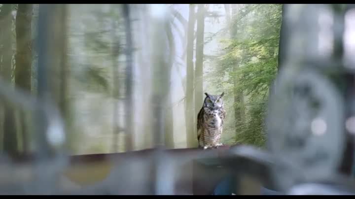 Extrait vidéo du film  Hibou