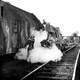 photo du film Le Train
