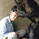 photo du film Jane Goodall et ses chimpanzés