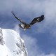 photo du film L'Aigle et l'enfant