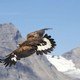 photo du film L'Aigle et l'enfant