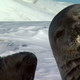 photo du film Rencontres au bout du monde