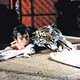 photo du film Le Magnifique