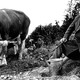 photo du film La Vache et le prisonnier
