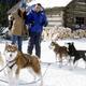 photo du film Chiens des neiges