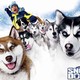 photo du film Chiens des neiges