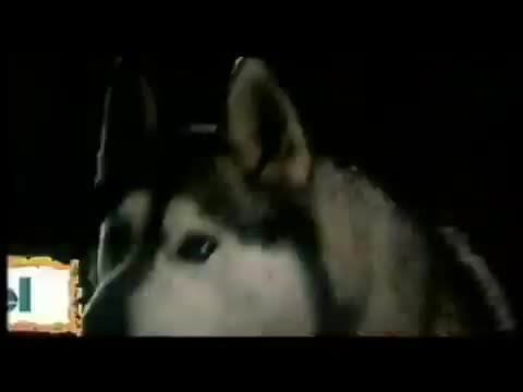 Extrait vidéo du film  Chiens des neiges