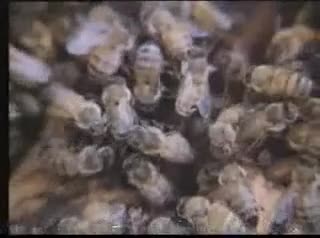 Un extrait du film  L inévitable catastrophe