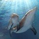 photo du film L'incroyable histoire de Winter le dauphin 2