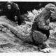 photo du film King Kong contre Godzilla