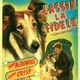 photo du film La Fidèle Lassie