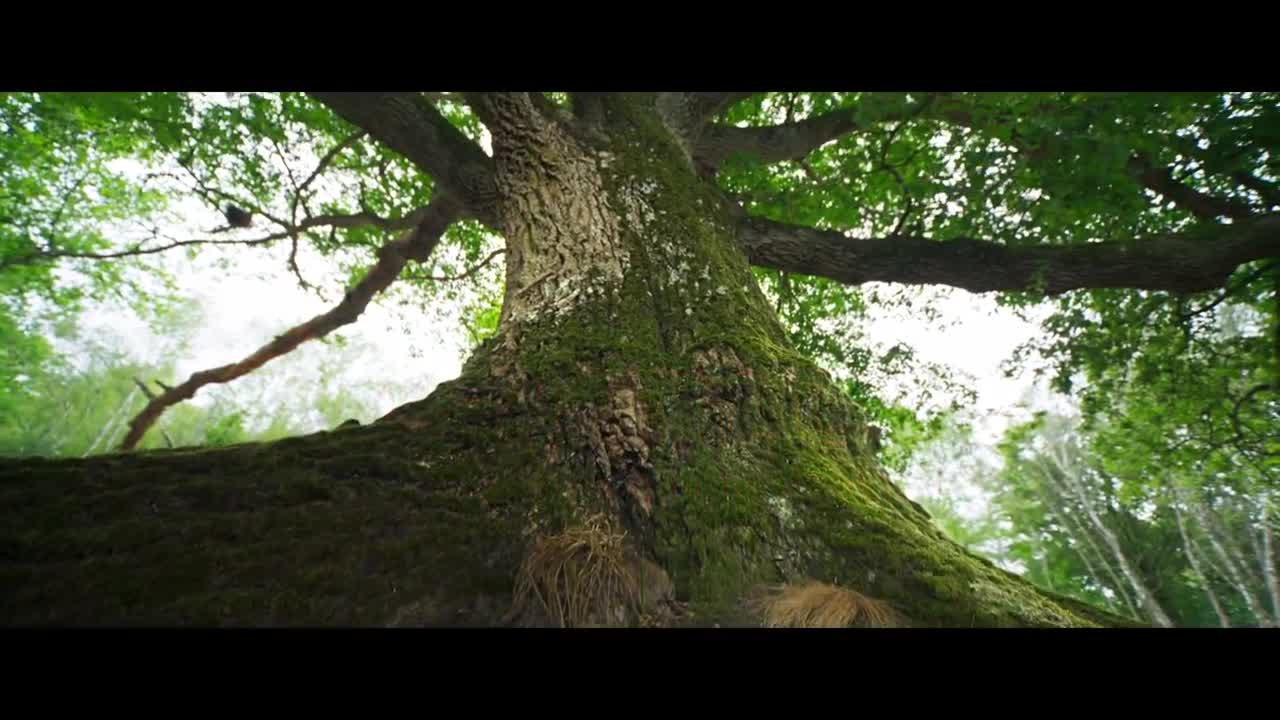 Extrait vidéo du film  Le Chêne