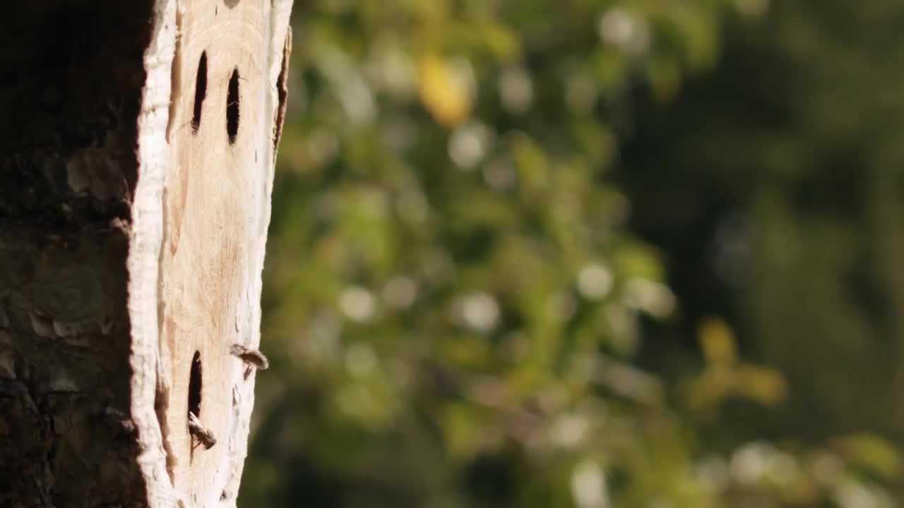 Extrait vidéo du film  Être avec les abeilles