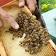 photo du film Être avec les abeilles