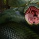 photo du film Anaconda, le prédateur