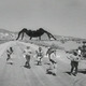 photo du film Tarantula
