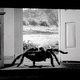 photo du film Tarantula