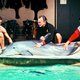 photo du film Le Jour du dauphin