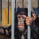 photo du film Les Évadés de la planète des singes