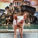 photo du film Babe, le cochon dans la ville