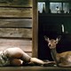 photo du film Antichrist