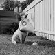 photo du film Frankenweenie