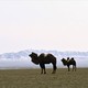 photo du film L'Histoire du chameau qui pleure