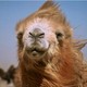 photo du film L'Histoire du chameau qui pleure