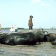 photo du film Gardien de buffles