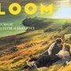 photo du film Bloom