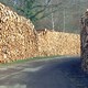 photo du film Le Temps des forêts