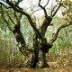 photo du film Le Temps des forêts