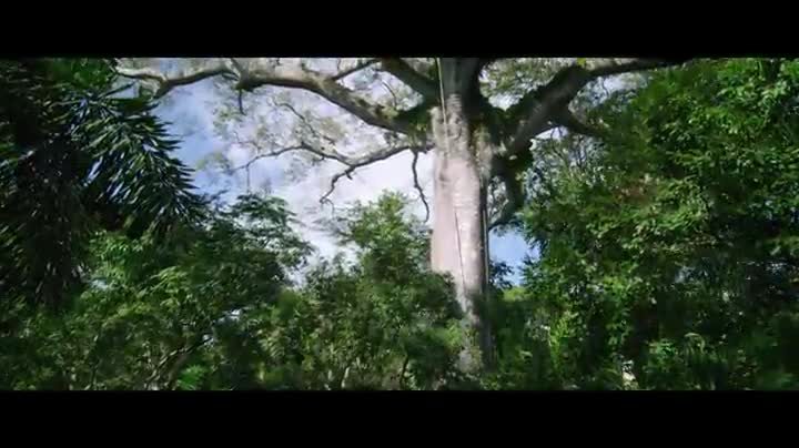 Extrait vidéo du film  Il était une forêt