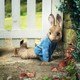 photo du film Pierre Lapin